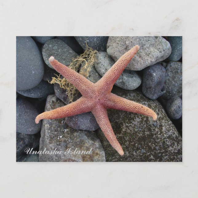 Cartão Postal Red Starfish, Ilha de Unalaska (Frente)