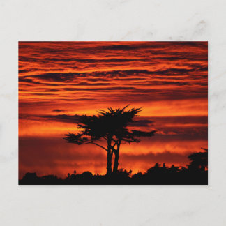 Cartão Postal Red Sunset, Papais noeis Cruz Califórnia