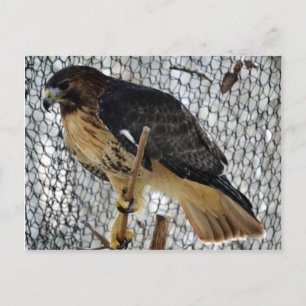 Cartão Postal Red Tail Hawk