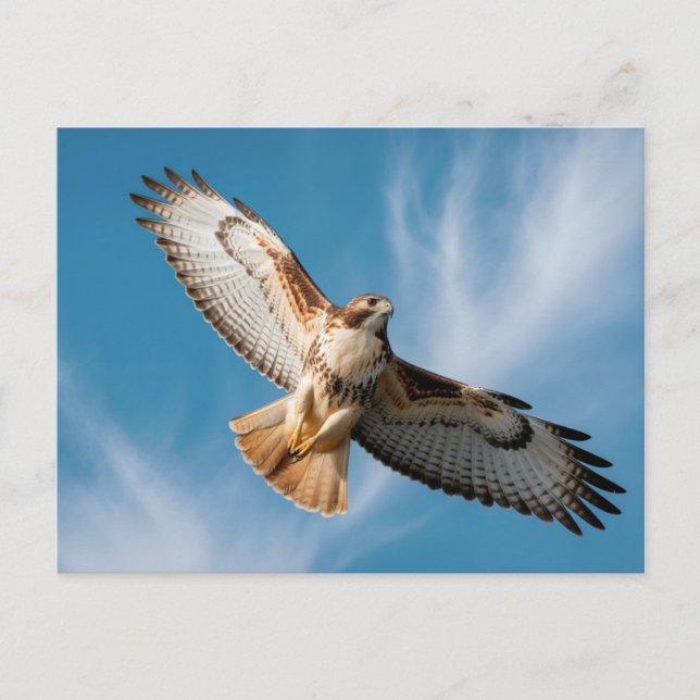 Cartão Postal Red-tailed hawk (Frente)