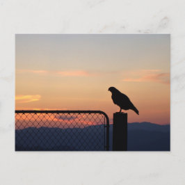 Cartão Postal Red Tailed Hawk em Sunset, Condado de Humboldt, CA
