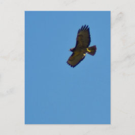 Cartão Postal Red Tailed Hawk em Voo