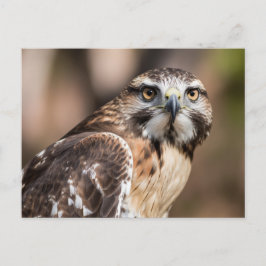 Cartão Postal Red-tailed hawk looking with anger
