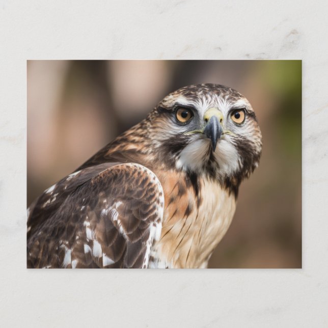 Cartão Postal Red-tailed hawk looking with anger (Frente)
