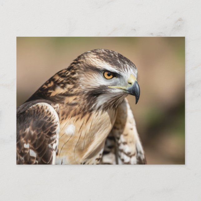 Cartão Postal Red-tailed hawk Seating (Frente)