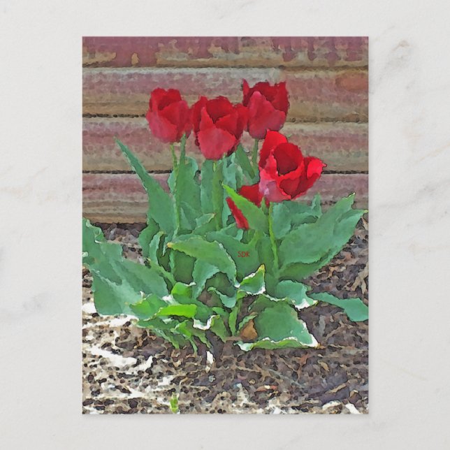 Cartão Postal Red Tulips Art (Frente)