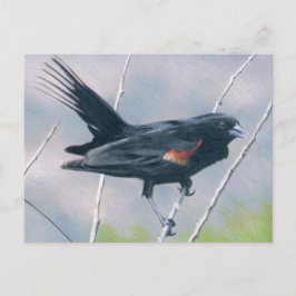 Cartão Postal Red Wing Blackbird