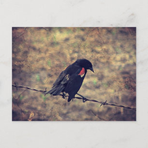 Cartão Postal Red Wing Blackbird no arame farpado