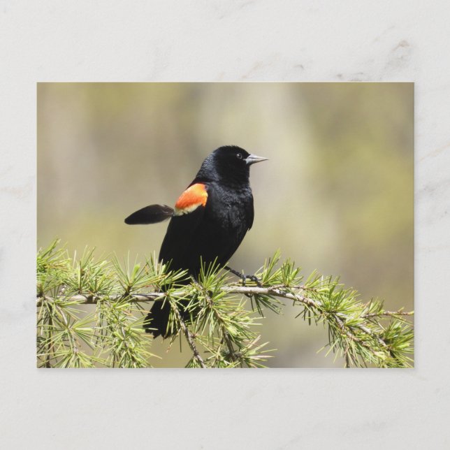 Cartão Postal Red Winged Blackbird (Frente)