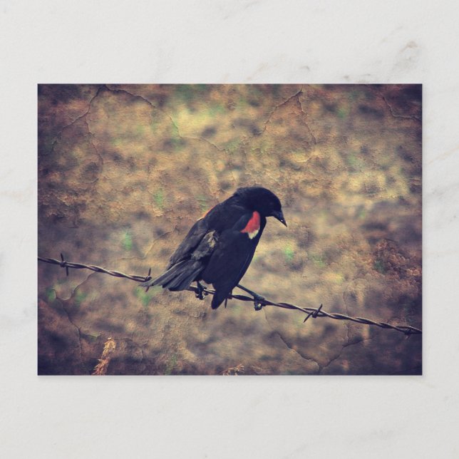 Cartão Postal Red Winged Blackbird (Frente)