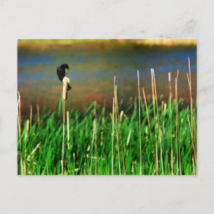 Cartão Postal Red Winged Blackbird