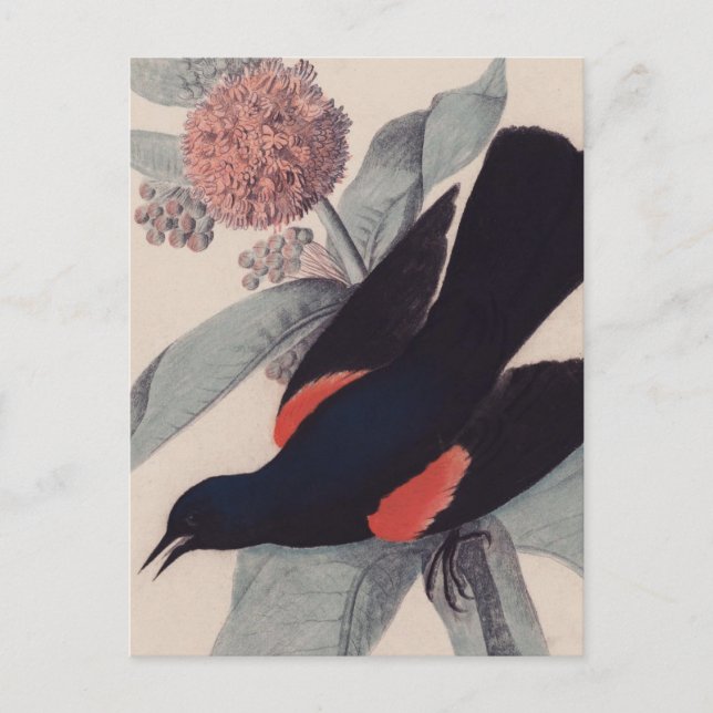 Cartão Postal Red winged blackbird by John James Audubon (Frente)