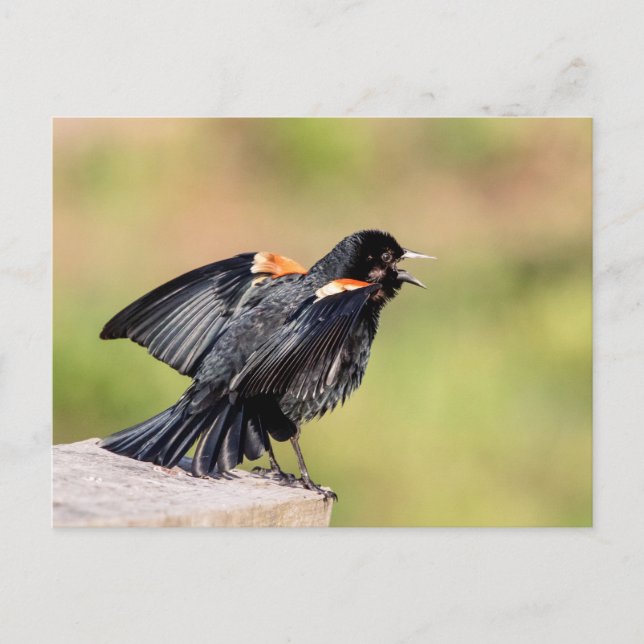 Cartão Postal Red Winged Blackbird Singing (Frente)