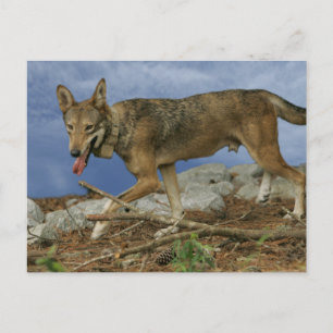 Cartão Postal Red Wolf Pup