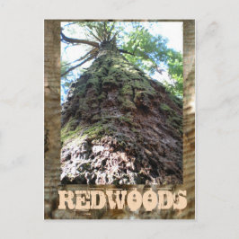 Cartão Postal Red Woods Giant