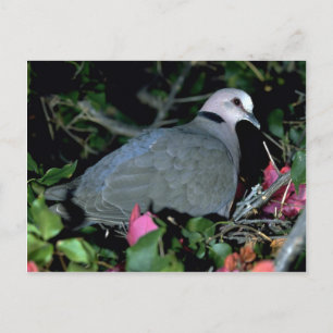 Cartão Postal Redeye d Dove