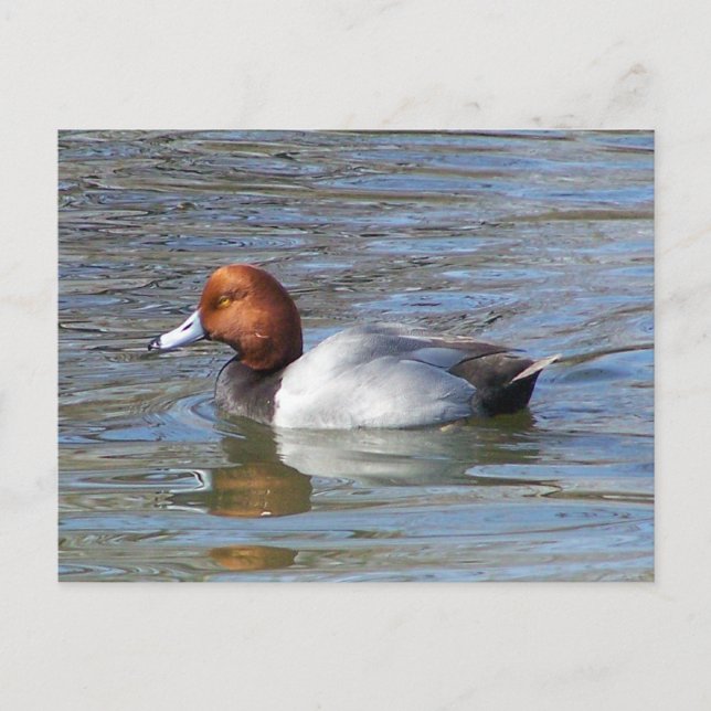 Cartão Postal Redhead Drake (Frente)