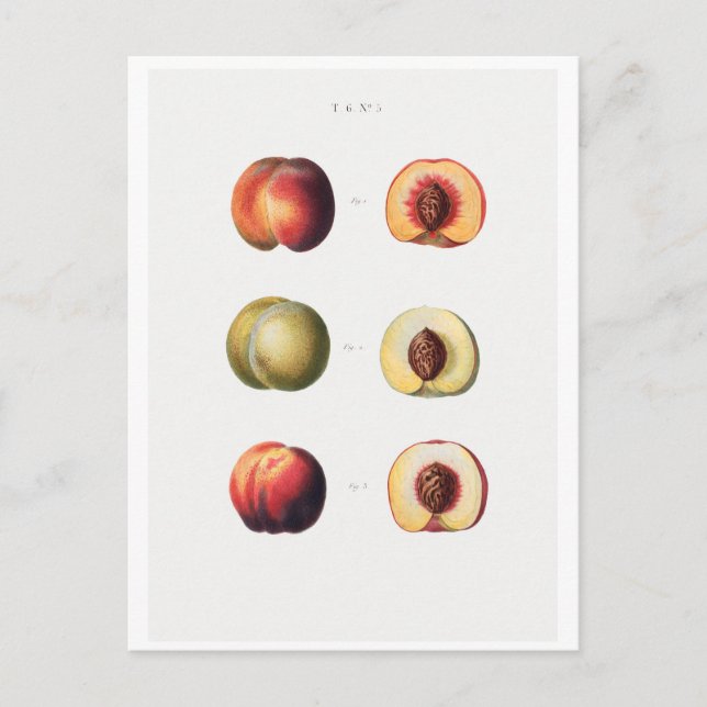 CARTÃO POSTAL REDOUTÉ BOTÂNICO (Frente)