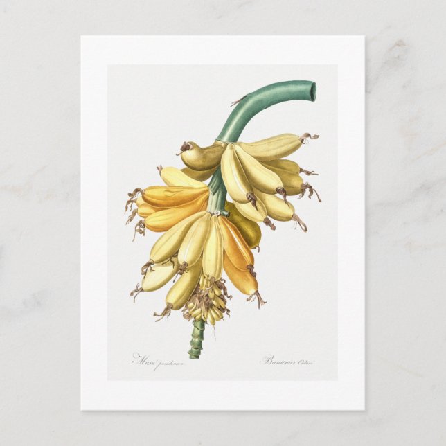 CARTÃO POSTAL REDOUTÉ BOTÂNICO "BANANAS" (Frente)