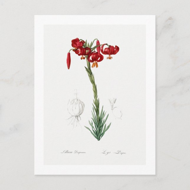 CARTÃO POSTAL REDOUTÉ BOTÂNICO "LILY" (Frente)