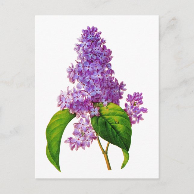 Cartão Postal Redoute Lilacs (Frente)