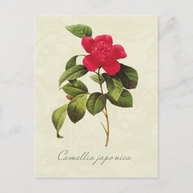 Cartão postal Redoute Red Camellia Botânica (Frente)