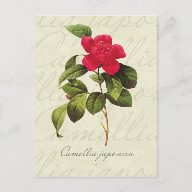 Cartão postal Redoute Red Camellia Botânica (Frente)