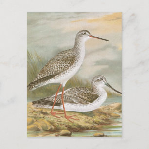 Cartão Postal "Redshank" Ilustração de Aves Vintage