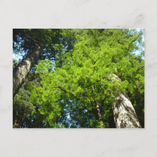 Cartão Postal Redwood Boughs no Parque Nacional de Redwood