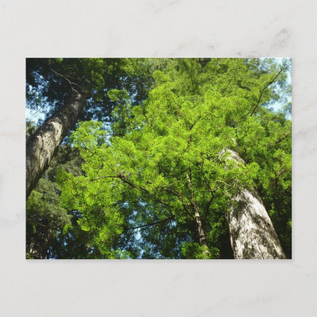Cartão Postal Redwood Boughs no Parque Nacional de Redwood (Frente)
