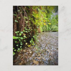 Cartão Postal Redwood National and State Parks, Califórnia