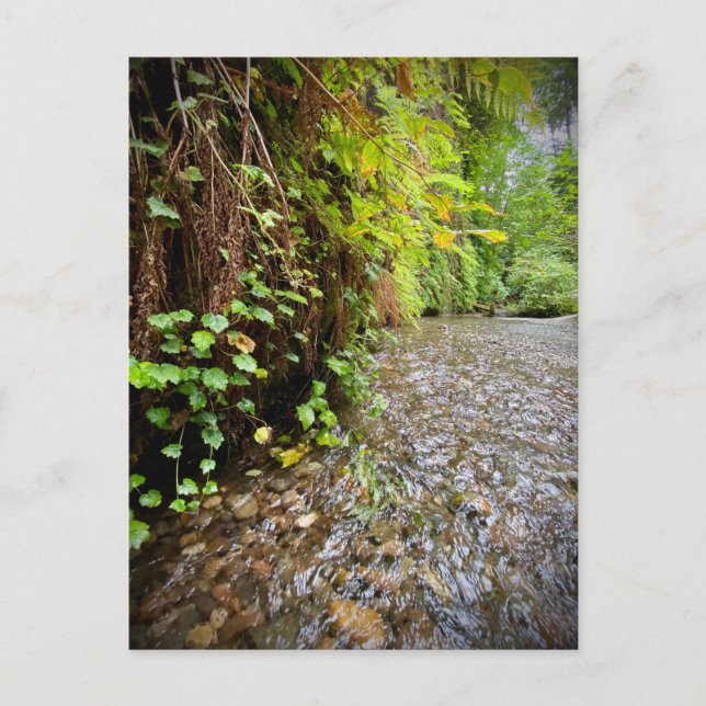 Cartão Postal Redwood National and State Parks, Califórnia (Frente)