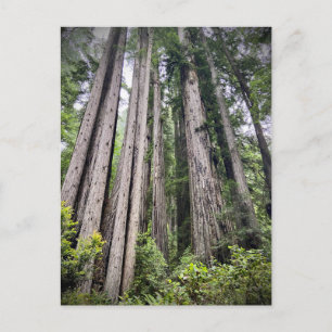 Cartão Postal Redwood National and State Parks, Califórnia