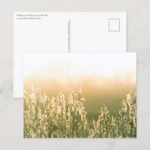 Cartão Postal Reed Sunset Nature Photo