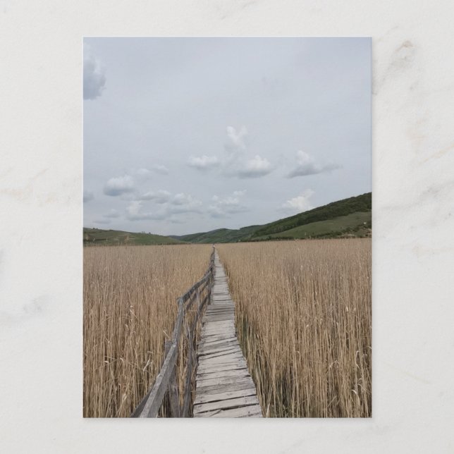 Cartão Postal Reeds em um pântano na Romênia (Frente)