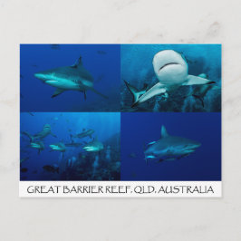 Cartão Postal Reef Sharks on the Great Barrier Reef