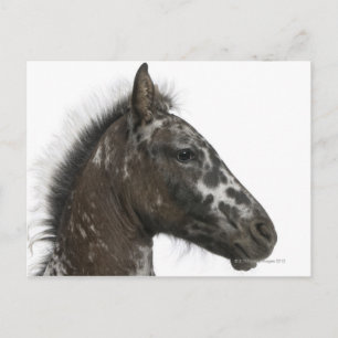 Cartão Postal Refeição entre uma Appaloosa e uma