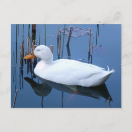 Cartão Postal Reflexão do Pato Branco Dormindo