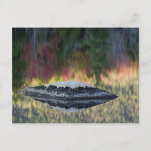 Cartão Postal Reflexo de rocha e árvore, Lily Pond, Branco