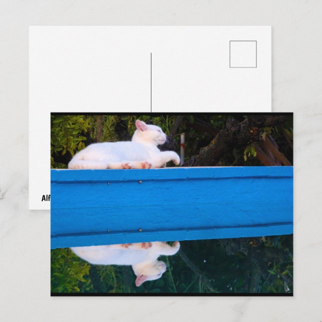 Cartão Postal Reflexo de um Gato Branco (Frente/Verso)