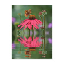 Reflexões da borboleta de Verão