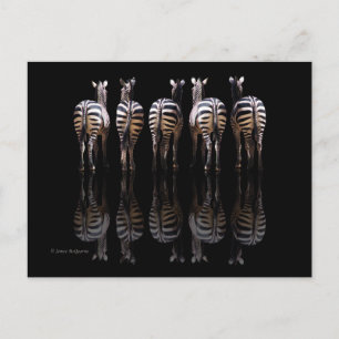 Cartão Postal Reflexões das faixas brancas de zebra preta