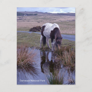 Cartão Postal Reflexos de um Pônei Parque Nacional Dartmoor Devo