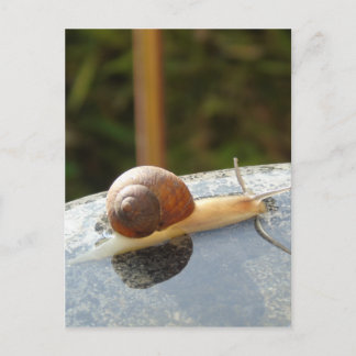 Cartão Postal Refreshing Snail