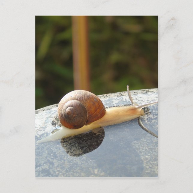 Cartão Postal Refreshing Snail (Frente)