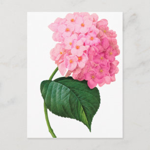 Cartão Postal Refúgio de Hydrangea Rosa