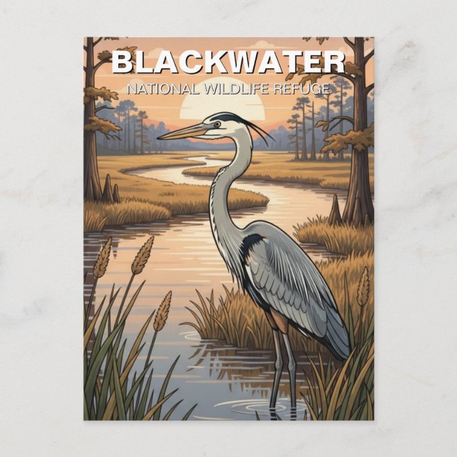 Cartão Postal Refúgio Nacional de Vida Selvagem Blackwater de Ma (Frente)