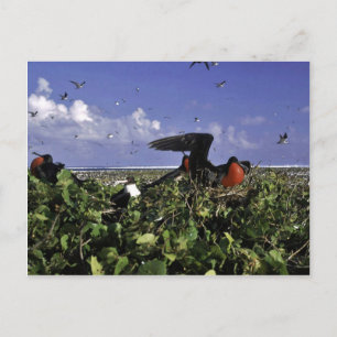 Cartão Postal Refúgio Nacional de Vida Selvagem de Johnston Isl