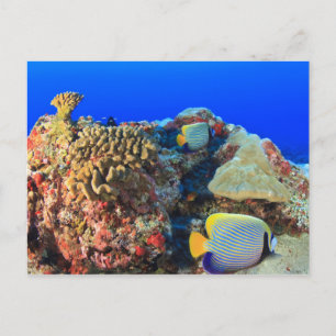 Cartão Postal Regal Angelfish Pygoplites diacanthus),