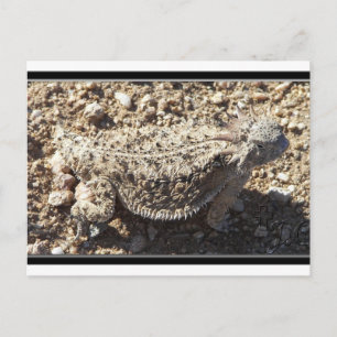 Cartão Postal Regal Horned Lizard